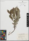 Foto von Salix glauca L.